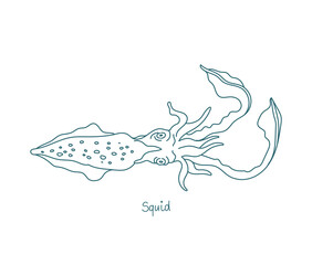 Squid are cephalopods. Known as calamari. Eight arms and two tentacles. Vector contour. Open paths. Editable stroke. Custom line thickness.