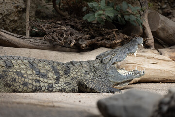 Majestic crocodile starring and waiting for food. One of the oldest Animal on earth is chilling in...