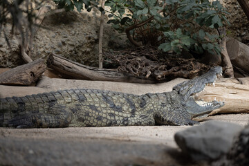 Majestic crocodile starring and waiting for food. One of the oldest Animal on earth is chilling in the nature. The crocodile tries to not move.