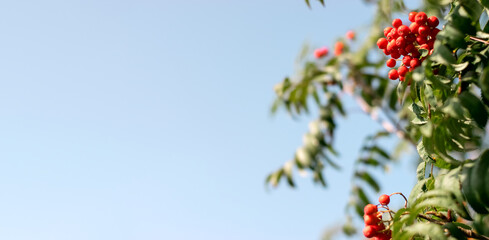 A branches of rowan with red berries on the background of a blue sky.Autumn and natural background.Copy space.