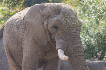 Obraz premium A really big elephant tries to get some food out of the grid. The biggest animal on earth. Amazing how big and beautiful the elephants are.