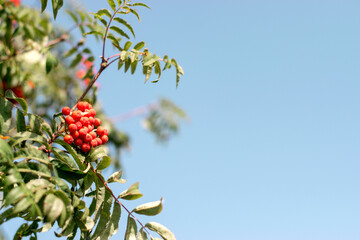 A branches of rowan with red berries on the background of a blue sky.Autumn and natural...