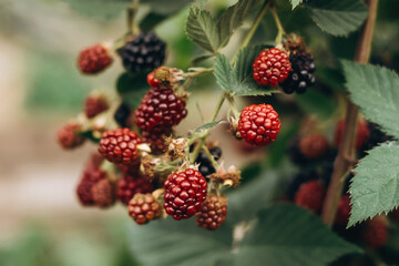Blackberries on a bush, close-up..Harvesting and healthy eating concept.Selective focus with shallow depth of field.