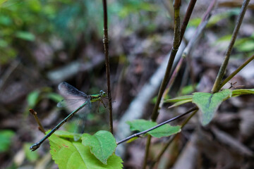 dragonfly sitting on a leaf