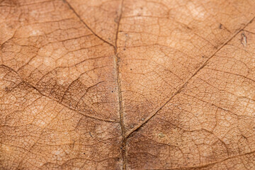 Texture of autumn dry brown macro leaf