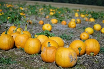 pumpkins on a field