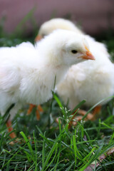 Baby Chicks in Grass