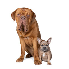 Studio shot of an adorable French bulldog puppy  and a big Bordeaux dog sitting on isolated white background looking at the camera with copy space