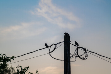 Pigeons on electric poll