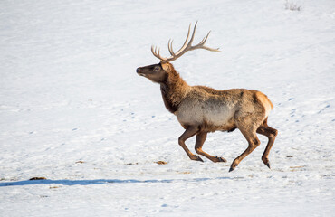 Deer in the snow against the sky and mountains. A herd of wild deer.