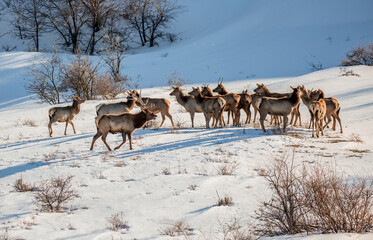 Deer in the snow against the sky and mountains. A herd of wild deer.