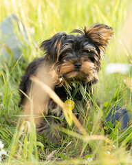 Little Yorkshire Terrier puppy in a sunny field of daisy flowers
