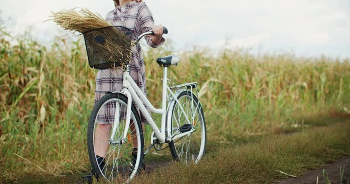 Girl unrecognizable with bicycle walking on rural path in countryside. Cropped shot of young woman carrying bicycle with wheat in basket on field