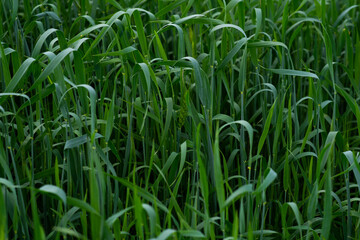 In summer, the green wheat in the fields is growing vigorously. Selective focusing of young green wheat or barley field in agriculture scene.
