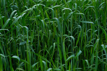 In summer, the green wheat in the fields is growing vigorously. Selective focusing of young green wheat or barley field in agriculture scene.