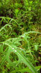 Fototapeta na wymiar green grass with dew