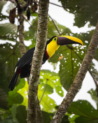 Yellow - breasted Toucan closeup with green leaves in the background
