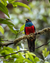 Choco Trogon perched with a green background