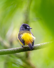 Ornate Flycatcher perched with a green background