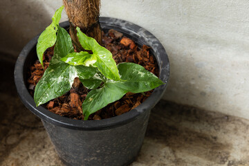 Syngonium Albo variegated leaf in plant pot. White Variegation leaf. Syngonium Albo Variegata.