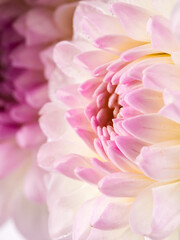 Dahlias are blooming. White and pink flower petals close-up. A bright, delicate illustration on a floral theme. The bud blooms in July, August or September. Macro   