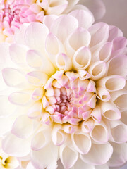 Dahlias are blooming. White and pink flower petals close-up. A bright, delicate illustration on a floral theme. The bud blooms in July, August or September. Macro   