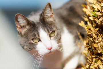 Gray and white short hair female kitten with lively and attentive eyes observing the prey. Beautiful cat in composed pose illuminated by sunlight.