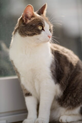Gray and white short hair female kitten with lively and attentive eyes observing the prey. Beautiful cat in composed pose illuminated by sunlight.