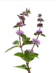 Peppermint flowers isolated on white background. Mint branch. Herbal medicine.