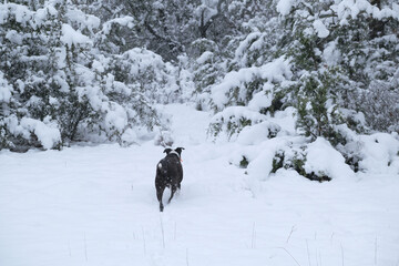 Naklejka premium Pet dog running through Texas landscape in snow during winter weather.