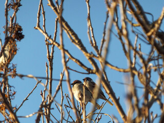bird on a branch