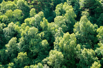 Background of green trees. Densely growing green trees