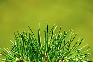 Green pine needles close-up on a blurry green background