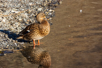germano reale femmine nel lago di Piano