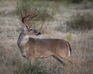 Big Buck in the Brush