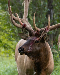 Fototapeta na wymiar Bull Elk Shedding Velvet