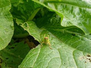 green caterpillar on leaf