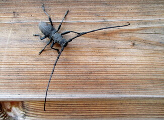  Morime rugueux (Morimus asper) sur une paroi en bois. Gros plan en extérieur