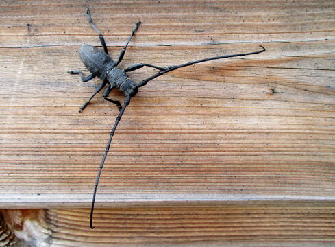  Morime rugueux (Morimus asper) sur une paroi en bois. Gros plan en ext&eacute;rieur