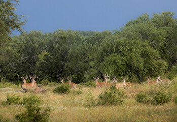 Bachelor Group of Whitetail Bucks