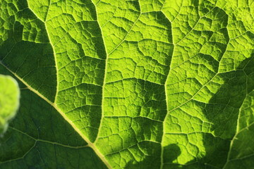 burdock leaf that lets sunlight through itself