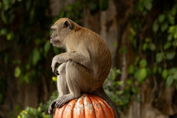 A Crab-eating macaque, looking for something to eat on the stairs up to the Batu Caves temples, in Gombak, north of Kuala Lumpur, Malaysia