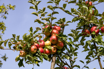 a branch full of ripe red apples