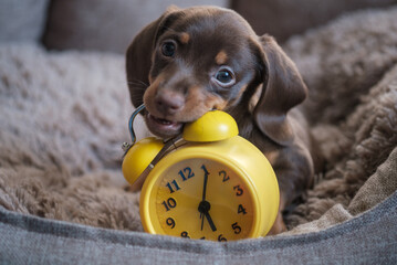 little funny dachshund puppy playing with yellow vintage alarm clock