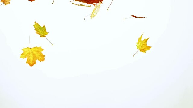 Super slow motion of falling autumn maple leaves on white background. Filmed on high speed cinema camera, 1000 fps.