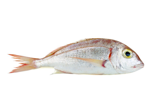 Common pandora fish pagellus erythrinus isolated on white