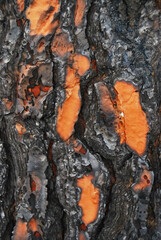 Texture bois brul&eacute;