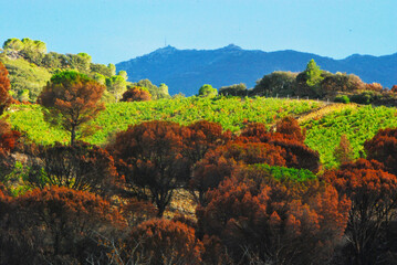 Apr&egrave;s l'incendie