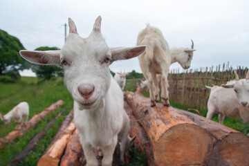 Fototapeta premium Goats on the farm