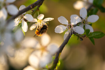 Wildbiene bei Sonnentiefstand